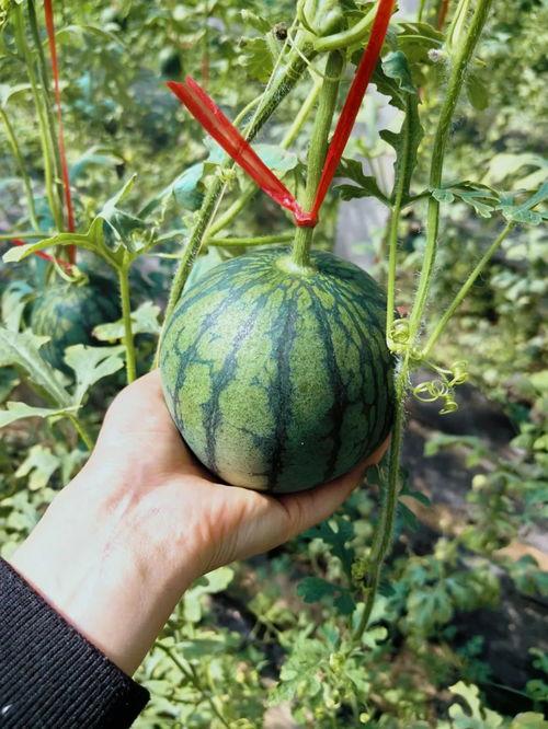 史河路吃瓜  第3张